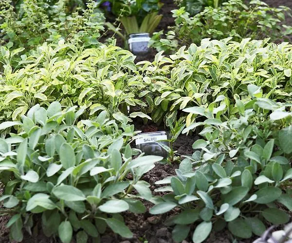 Landhotel-restaurant Beckmann *